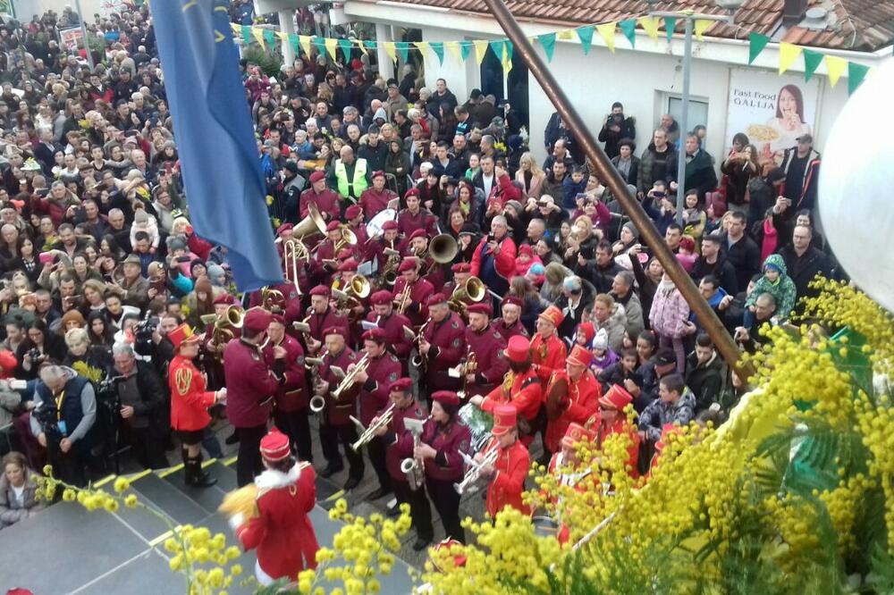 Počeo Praznik Mimoze: Detalj iz Novog, Foto: Slavica Kosić