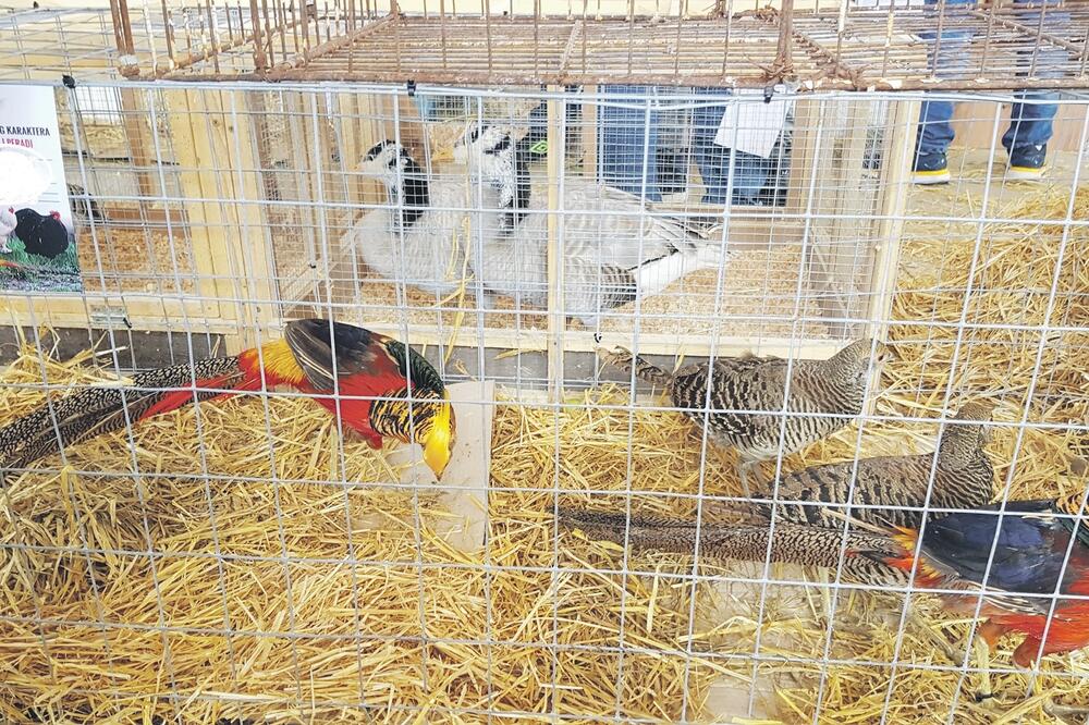 izložba ptica, Foto: CZIP