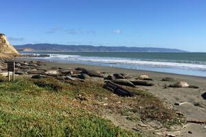 Foke zauzele plažu u Kaliforniji zbog američke vlade