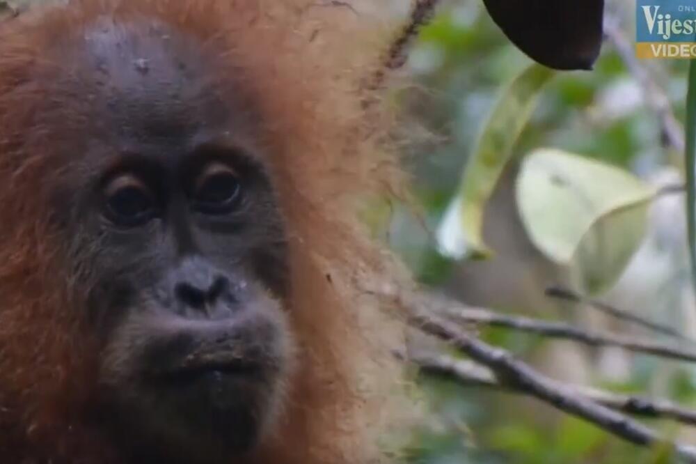 orangutan, Foto: Printscreen