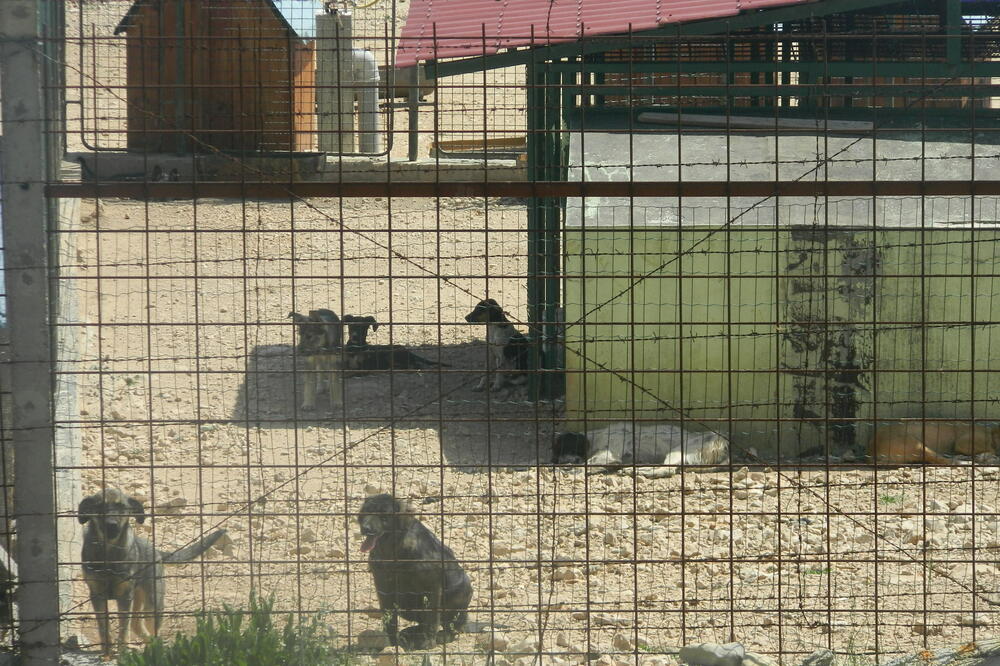 Azil za pse, Dizdarica, Foto: Slavica Kosić
