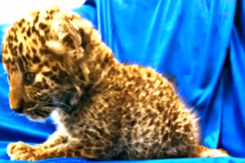 Mladunče leoparda, Foto: Screenshot/Youtube