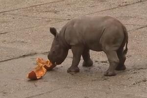 Upoznajte mladunče izumiruće vrste: Mali crni nosorog rođen u Pragu