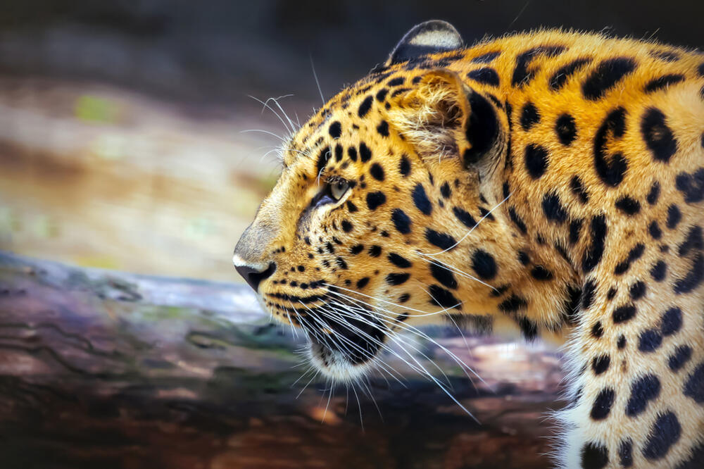 Leopard, Foto: Shutterstock