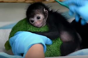 Tek rođena, a već u problemima: Slatka majmunica pala i...