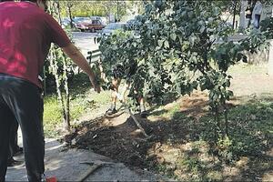 Đurišići počeli da sade voće uz ulicu, komšije pokušale da ih...