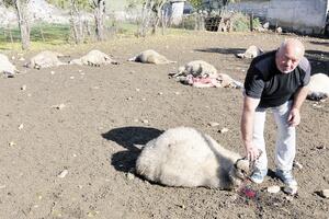 Banjani: Vukovi zaklali 19 ovaca