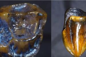 Ovi zubi bi mogli da izmijene istoriju čovječanstva kakvu znamo
