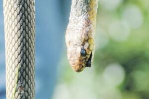 Mutacija gena skratila zmiji noge