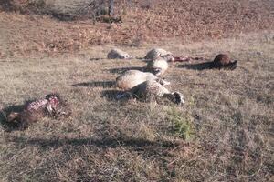 Čopor vukova u bjelopoljskom selu zaklao 12 ovaca