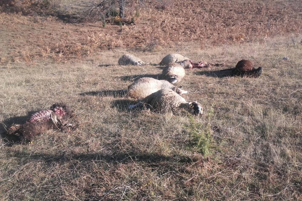 pokolj ovaca, Foto: Čitalac "Vijesti"