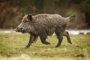 Divlja svinja izazvala paniku u japanskom gradu