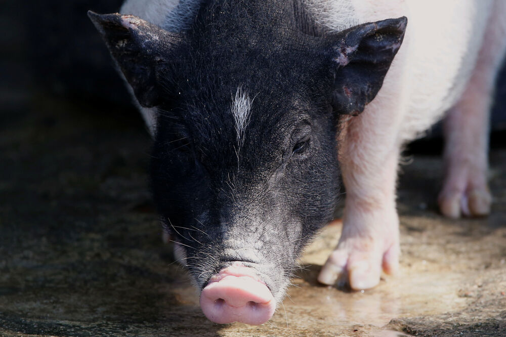Ilustracija, Foto: Reuters