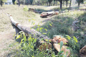 Vajar posjekao suva stabla