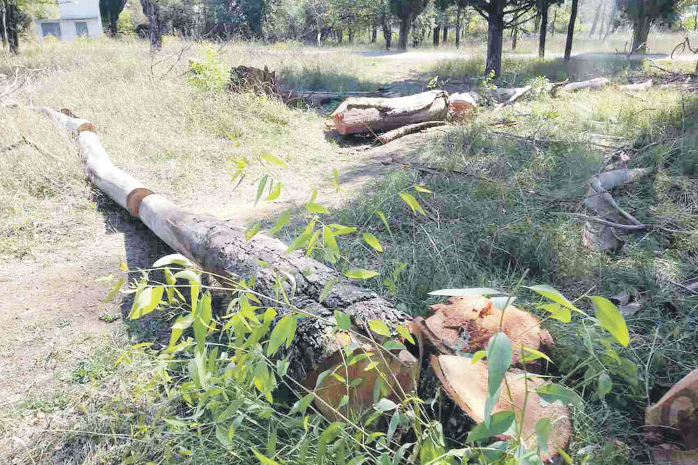 Posječeno stablo, Foto: Siniša Luković