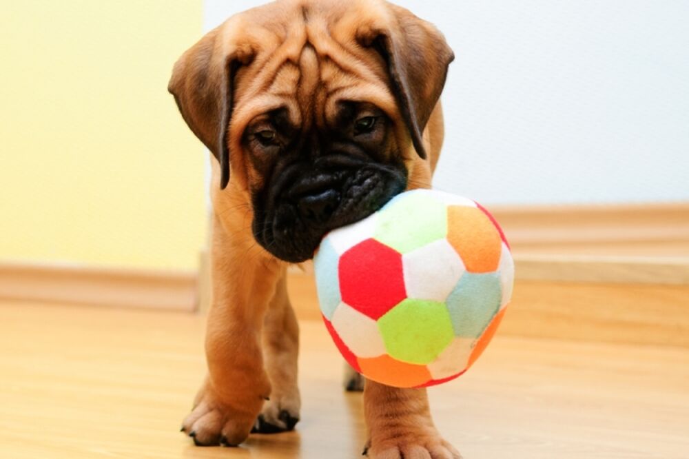 pas, psi, Foto: Shutterstock