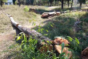 Na rtu Župa posjekli stabla čempresa i eukaliptusa: Planirana...