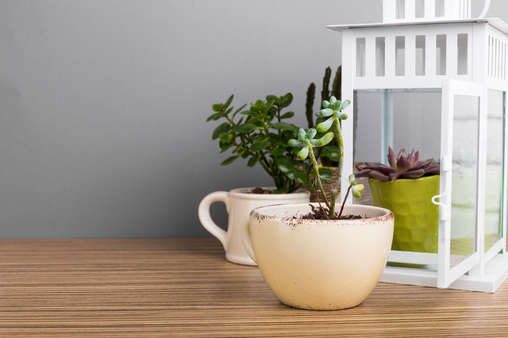 biljke, Foto: Shutterstock