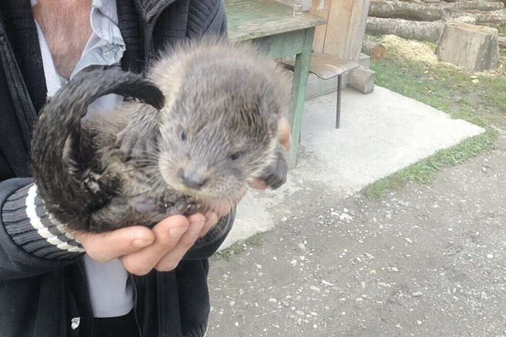 vidra, Foto: NVO Perućica