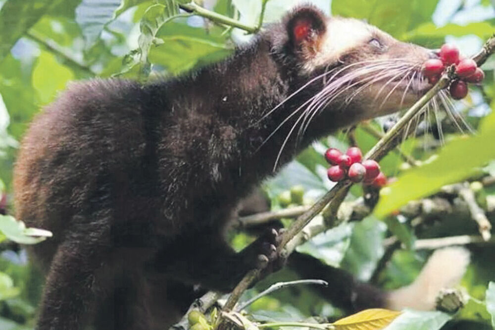 Cibetka, Foto: Blogspot.com