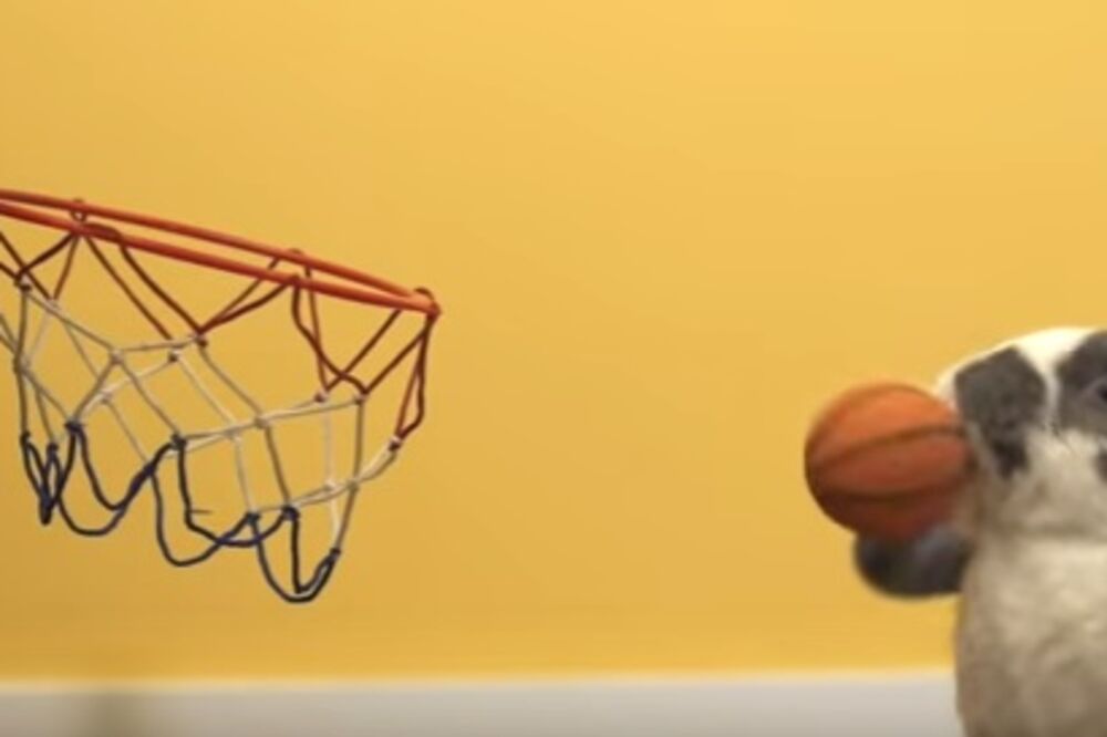 Zec košarkaš, Foto: Screenshot (YouTube)