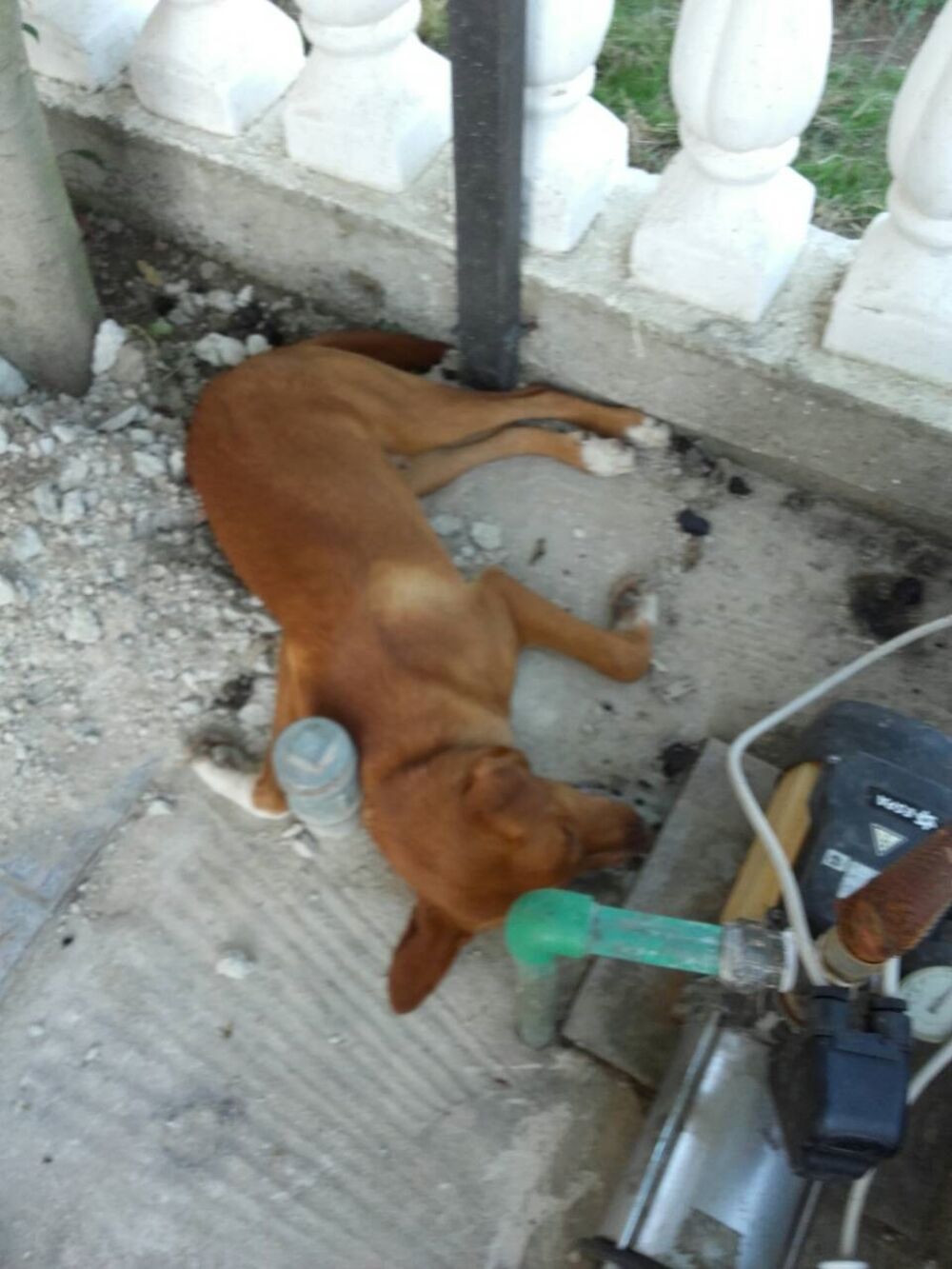 otrovani psi Ulcinj, otrovani psi Štoj