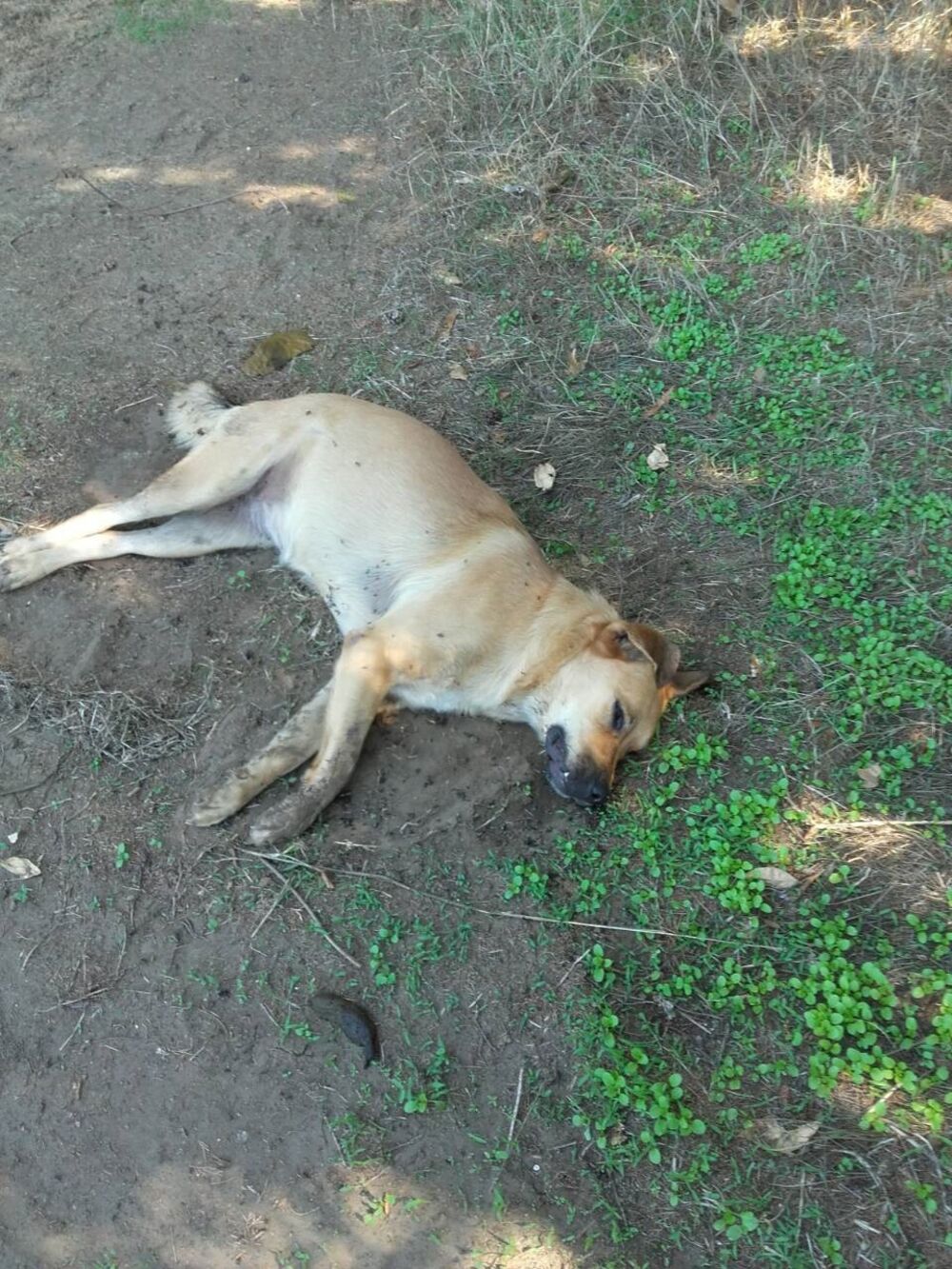 otrovani psi Ulcinj, otrovani psi Štoj
