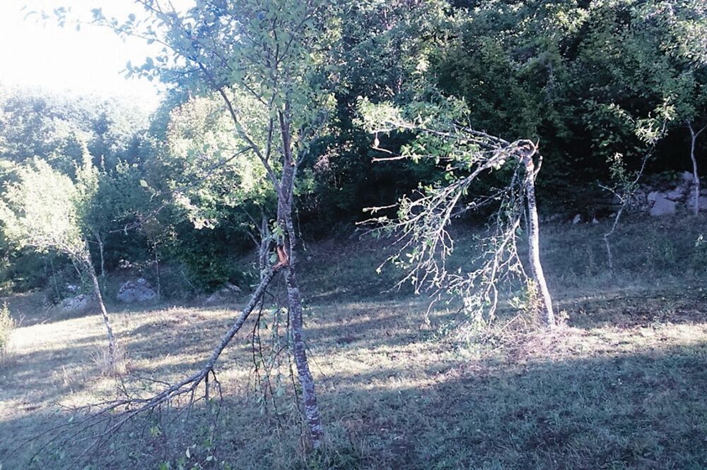 Šljivik, Golija, Foto: Svetlana Mandić