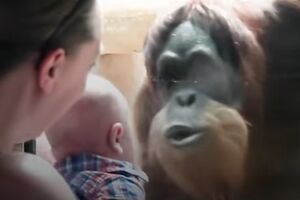 Preslatko: Orangutan pokušava da poljubi bebu kroz staklo