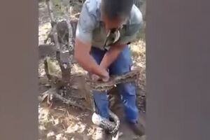Pogledajte kako je hvatač zmija umalo postao plijen