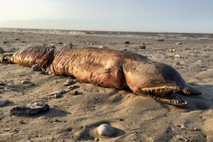 SAD: Pojavilo se misteriozno morsko stvorenje nakon uragana Harvi