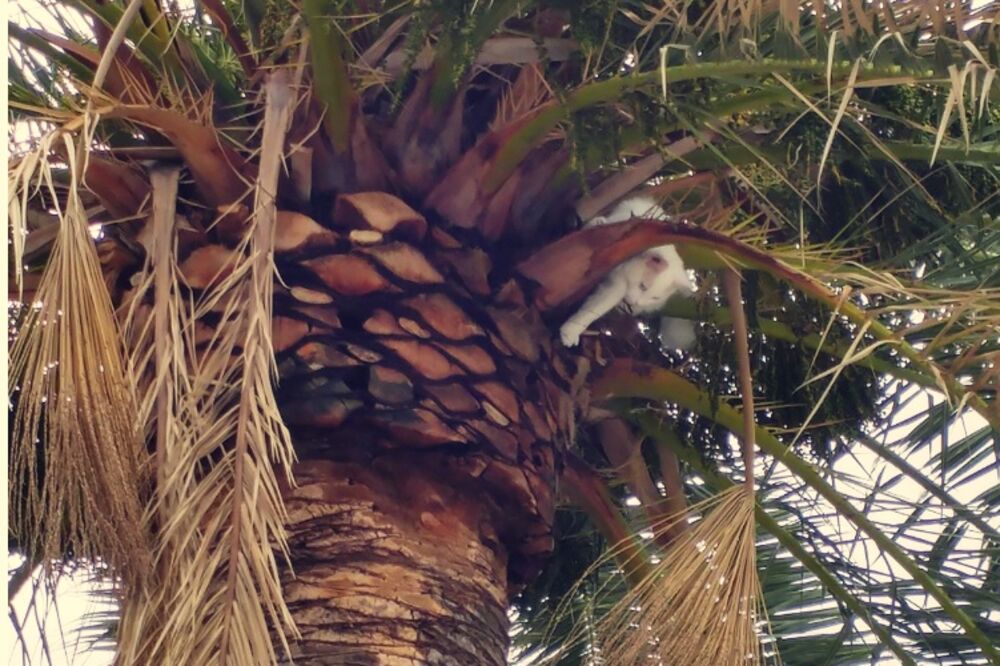 Mačak Martin, Foto: Siniša Luković