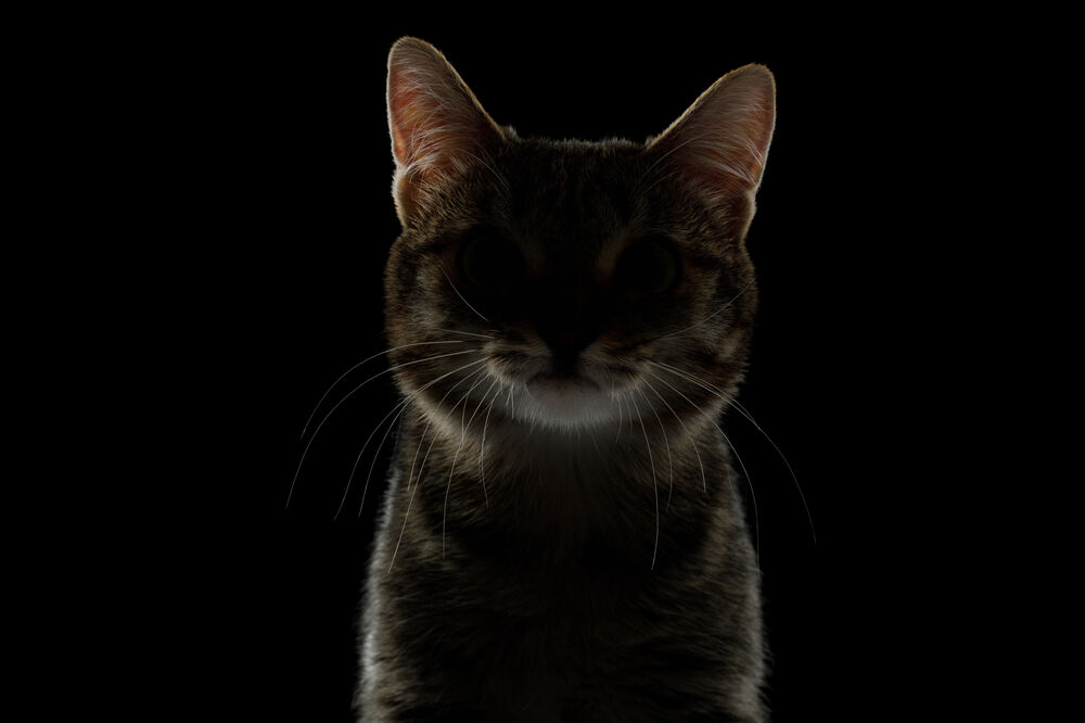 mačka, Foto: Shutterstock