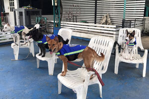 "Pametni prsluk“ pretvara pse lutalice u čuvare grada