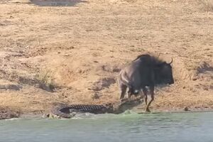 Pogledajte kako su dva nilska konja spasila gnua od krokodila