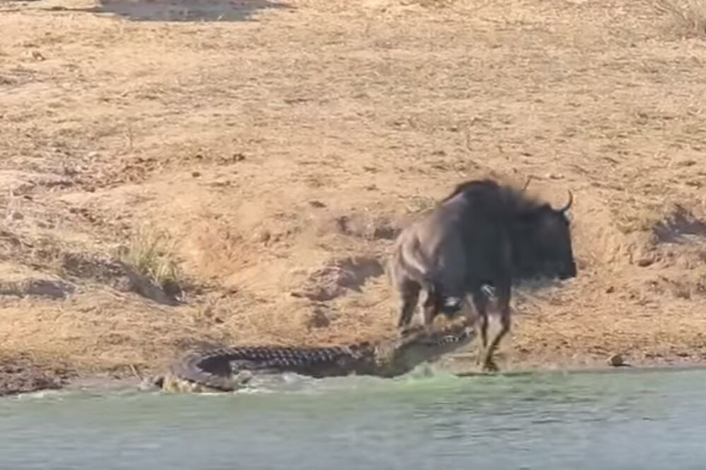 gnu, krokodil, Foto: Screenshot (YouTube)