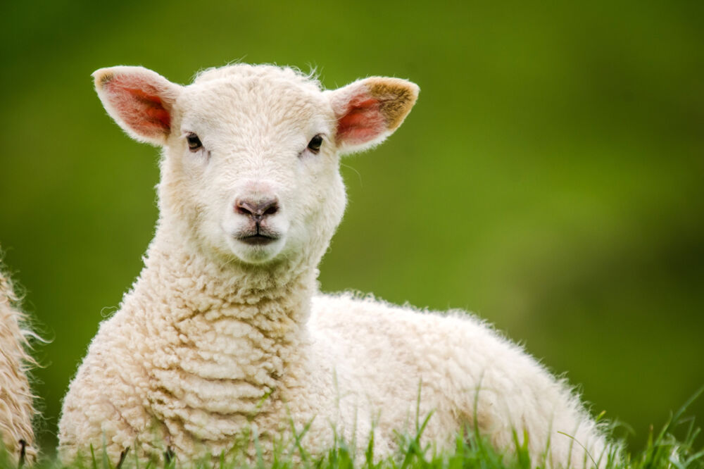 jagnje, Foto: Shutterstock
