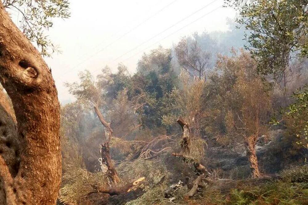 Šušanj požar, Foto: Čitalac reporter