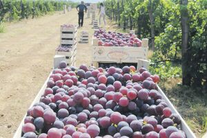 Ubrano više od 10.000 tona voća