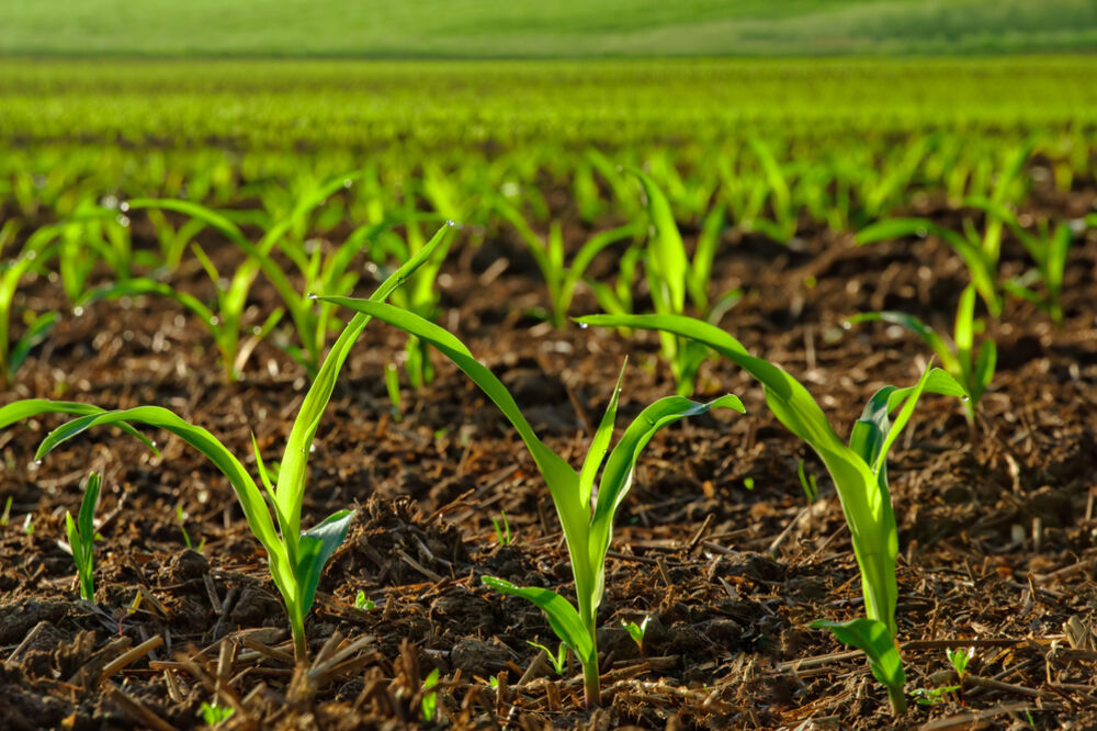 organska proizvodnja, poljoprivreda, Foto: Shutterstock