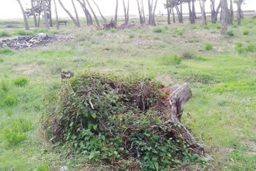 Šumice, Šušanj, Foto: Info sport