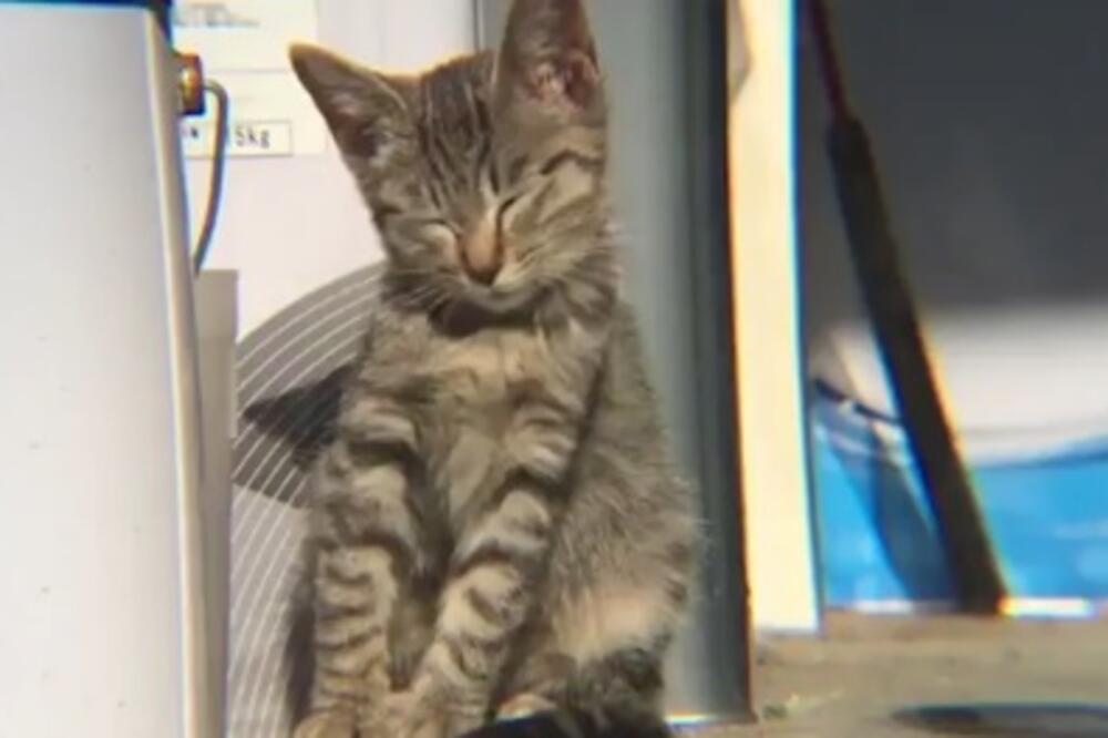 pospano mače, Foto: Screenshot (AP)