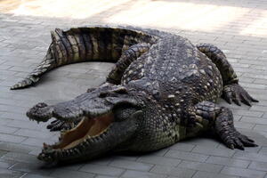 Australija: Ubijen krokodil za koga se vjeruje da je ubio dementnu...