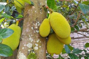 Jeste li čuli za nangku: Može li ovo egzotično voće riješiti...