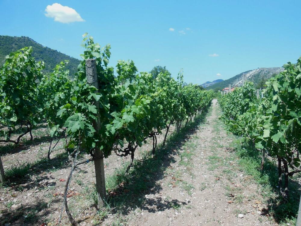Milutin simović vinogradi nikšić