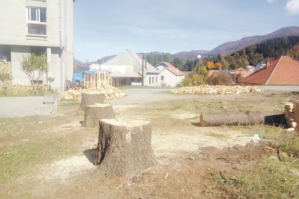 Kolašin sječa, Foto: Dragana Šćepanović