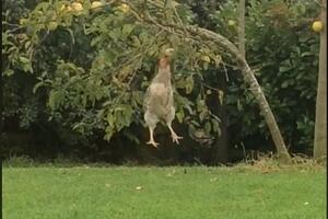 Jeste li kad vidjeli kokošku koja skače?