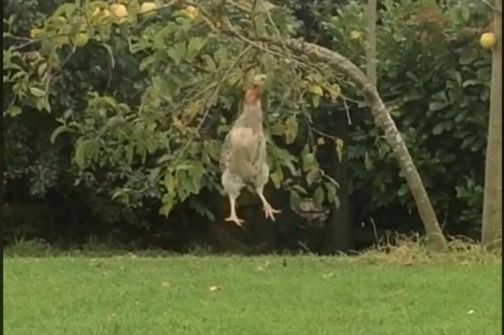 kokoška, Foto: Screenshot