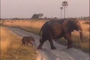 Kad vam najslađe slonče na svijetu pređe put...
