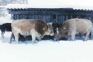 Kolašin: Snijeg domaćine zatekao na planini